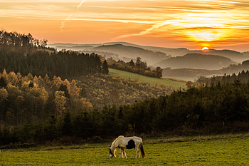 Animals, Sunset, Mountains, Field, Horse HD wallpaper