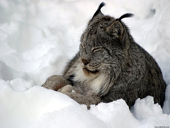 Winter nap cat, winter, cat, wildlife, snow HD wallpaper