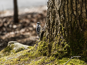 Animals, Bird, Moss, Bark HD wallpaper