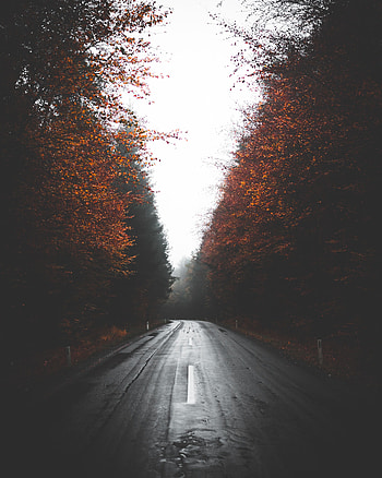 Nature, Trees, Autumn, Road, Turn, Fog, Asphalt HD phone wallpaper