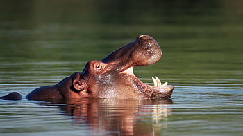 Hippopotamus , Stunning , Animal beauty, Natural graphy HD wallpaper