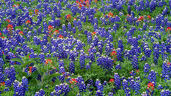 Bluebonnet, Texas, Hill country landscapes, Nature HD wallpaper