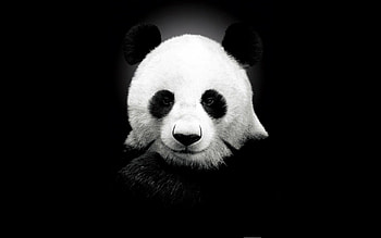 panda, face, bear, portrait HD wallpaper