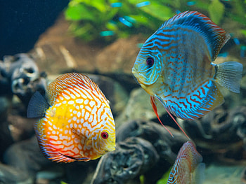 fish , Impressive collection, Vibrant backgrounds, Aquatic beauty HD wallpaper