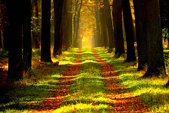 Forest 1, forest, nature HD wallpaper