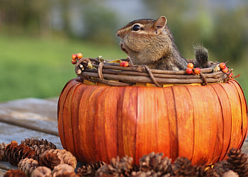 Happy chipmunk, cute, food, orange, basket, chipmunk, pumpkin, autumn, funny, squirrel HD wallpaper