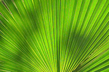 Macro, Palm, Sheet, Leaf, Stripes, Streaks, Veins HD wallpaper