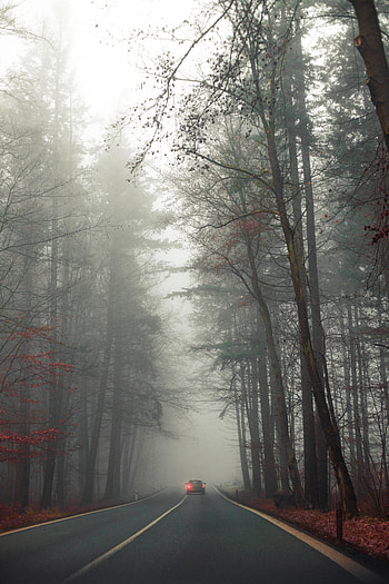 Nature, Trees, Road, Fog, Car HD phone wallpaper