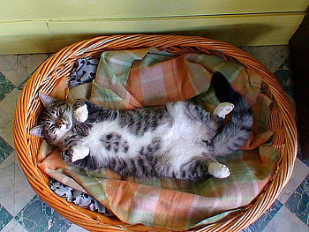 Cat in Bed, cool HD wallpaper