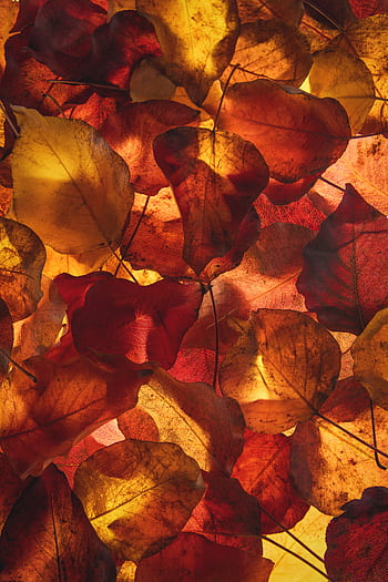 Stunning display of colorful fall leaves illuminated from behind, showcasing autumn vibrance. HD phone wallpaper