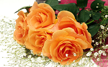 Orange rose bouquet, still life, bouquet, pretty, flower, nature HD wallpaper