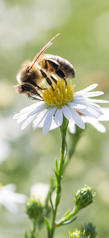 Animal-themed bee, Nature's beauty, Insect life, Eye-catching HD phone wallpaper