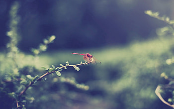 Grass, Leaves, Macro, Branch, Dragonfly HD wallpaper
