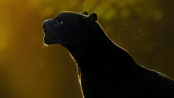 Spirit, , , Artist HD wallpaper