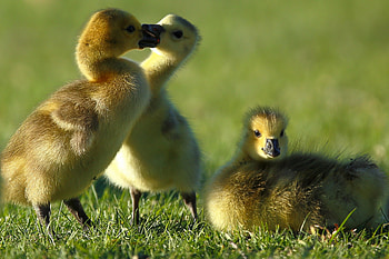 Canada Goose, Goslings, Cute baby geese HD wallpaper