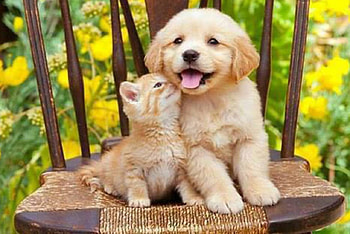 Friendship, pisica, prietenia, frumoasa, catel HD wallpaper