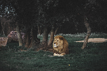 Animals, Lion, Predator, Big Cat, Wildlife, Mane HD wallpaper