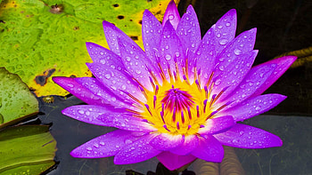 Lily Pad, choices, Nature aesthetic, Pond environment HD wallpaper