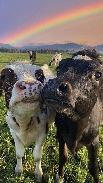 Aesthetic cow HD phone wallpaper