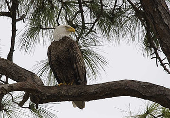 The Bald Eagle, sky, feathers, eagle, bird of prey HD wallpaper