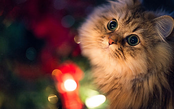 Animals, Cat, Fluffy, Muzzle, Sight, Opinion, Waiting, Expectation HD wallpaper