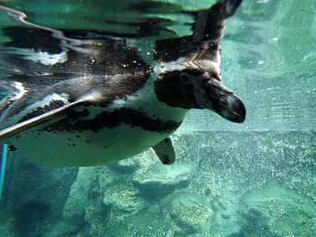 Humbolt Penguin Underwater Close-up, Humbolt Penguin Underwater, Penguin Underwater, Underwater, Penguin, Colchester Zoo, Water, Underwater Penguin, Humbolt Penguin HD wallpaper