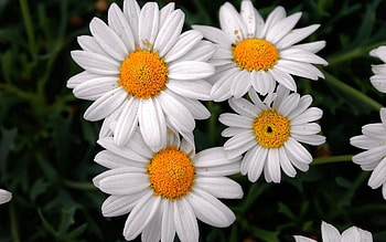 Plants, Flowers, Camomile HD wallpaper
