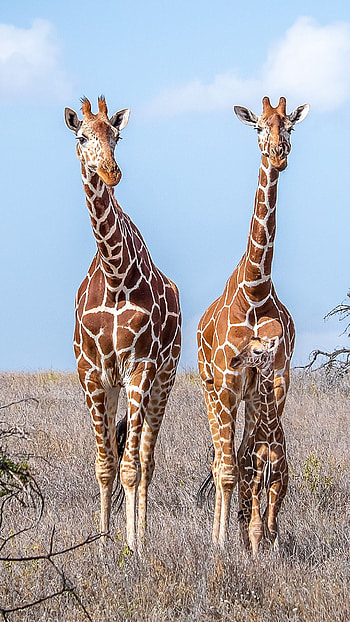 Top-quality giraffe , & excellence, Majestic beauty, Nature's spectacle HD phone wallpaper