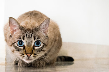 Animals, Cat, Sight, Opinion, Blue-Eyed, Blue Eyed HD wallpaper