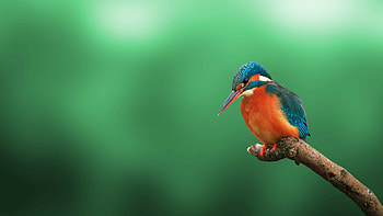 Kingfisher bird, , Ultra beauty, Feathered friend HD wallpaper