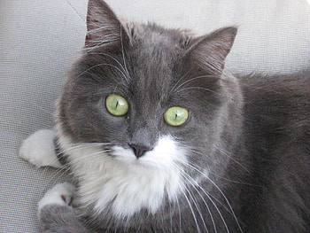I HAVE A LOVEABLE FELINE FOR DEEJAI, eyes, staring, looking, beautiful HD wallpaper