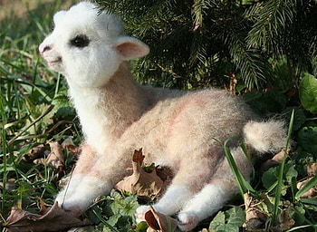 CUTENESS, baby, cute, resting, llama HD wallpaper