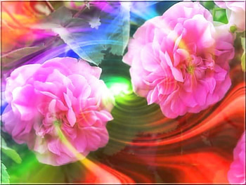 Flowers, cg, 3d, color HD wallpaper