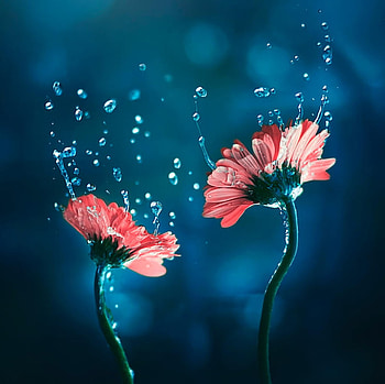 Blue dream, Flowers, Water, Bokeh, Beauty HD wallpaper