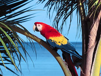 Animals, Birds, Parrots HD wallpaper
