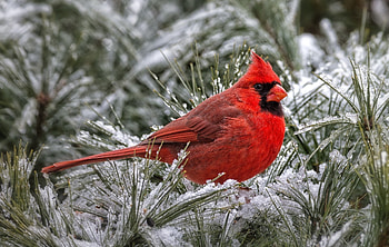 Cardinal Computer , Backgrounds | | ID . HD wallpaper