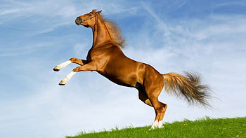 Mustang, Horses HD wallpaper
