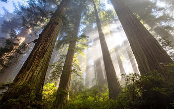 Sequoias and Sunbeams, sunbeams, trees, America, forest HD wallpaper