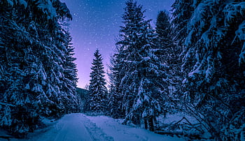 Starry winter night over a snow-laden forest in Romania, creating a serene and magical atmosphere. HD wallpaper