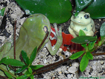 green frog falling in love with little ceramic frog, green frogs, garden, nature, frogs HD wallpaper