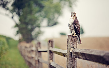 Animals, Grass, Bird, Fence, Falcon HD wallpaper