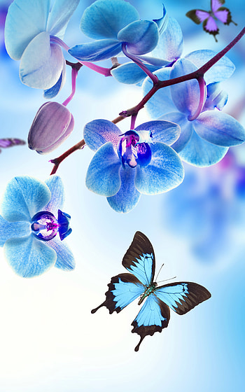 Flowers, sky, blue HD phone wallpaper