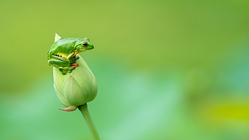 Frog, animal, nature, graphy HD wallpaper