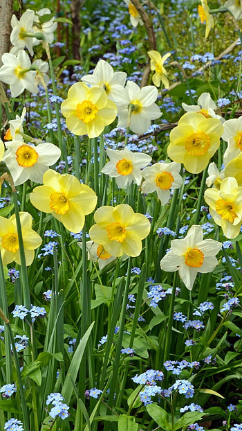Springs Flowers, Yellow HD phone wallpaper