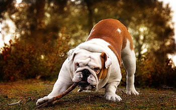 Bulldog, English breed, , Backgrounds HD wallpaper