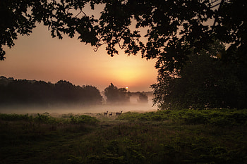 Nature, Sunset, Twilight, Deers, Fog, Dusk HD wallpaper