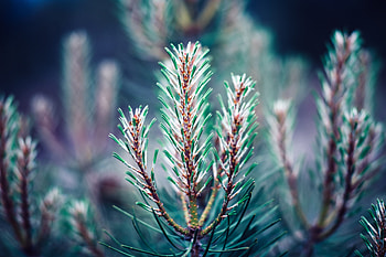 Needle, Macro, Blur, Smooth, Branch, Needles HD wallpaper