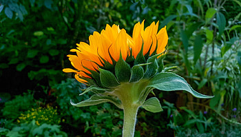 Sunflower, bud, bloom HD wallpaper