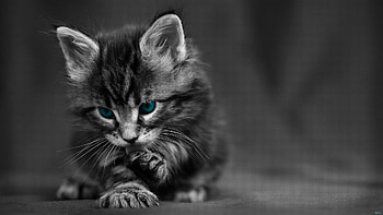 Preview cat, black white, blue, eyes, baby, beautiful HD wallpaper