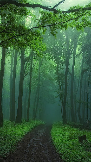 Dirt Path in Misty Forest, green, tree, path, forest, earth, nature, fog HD phone wallpaper